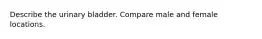Describe the urinary bladder. Compare male and female locations.