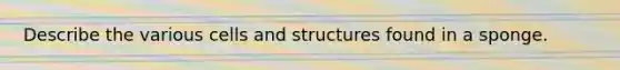 Describe the various cells and structures found in a sponge.