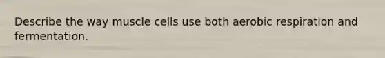 Describe the way muscle cells use both aerobic respiration and fermentation.