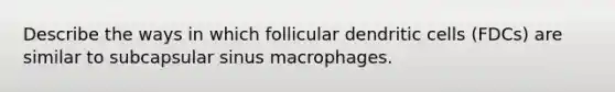 Describe the ways in which follicular dendritic cells (FDCs) are similar to subcapsular sinus macrophages.