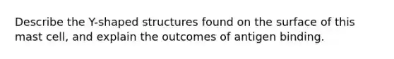 Describe the Y-shaped structures found on the surface of this mast cell, and explain the outcomes of antigen binding.
