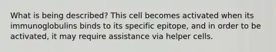 What is being described? This cell becomes activated when its immunoglobulins binds to its specific epitope, and in order to be activated, it may require assistance via helper cells.