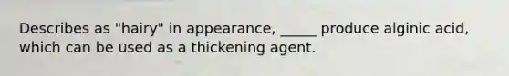 Describes as "hairy" in appearance, _____ produce alginic acid, which can be used as a thickening agent.