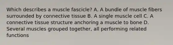 Which describes a muscle fascicle? A. A bundle of muscle fibers surrounded by connective tissue B. A single muscle cell C. A connective tissue structure anchoring a muscle to bone D. Several muscles grouped together, all performing related functions