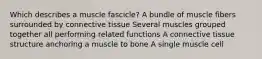 Which describes a muscle fascicle? A bundle of muscle fibers surrounded by connective tissue Several muscles grouped together all performing related functions A connective tissue structure anchoring a muscle to bone A single muscle cell