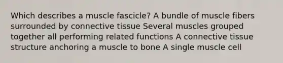 Which describes a muscle fascicle? A bundle of muscle fibers surrounded by connective tissue Several muscles grouped together all performing related functions A connective tissue structure anchoring a muscle to bone A single muscle cell