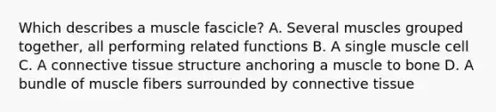 Which describes a muscle fascicle? A. Several muscles grouped together, all performing related functions B. A single muscle cell C. A connective tissue structure anchoring a muscle to bone D. A bundle of muscle fibers surrounded by connective tissue