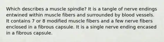 Which describes a muscle spindle? It is a tangle of nerve endings entwined within muscle fibers and surrounded by blood vessels. It contains 7 or 8 modified muscle fibers and a few nerve fibers enclosed in a fibrous capsule. It is a single nerve ending encased in a fibrous capsule.