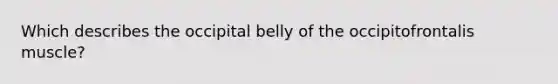 Which describes the occipital belly of the occipitofrontalis muscle?