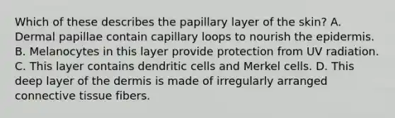 Which of these describes the papillary layer of the skin? A. Dermal papillae contain capillary loops to nourish the epidermis. B. Melanocytes in this layer provide protection from UV radiation. C. This layer contains dendritic cells and Merkel cells. D. This deep layer of the dermis is made of irregularly arranged connective tissue fibers.