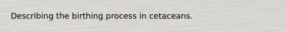 Describing the birthing process in cetaceans.