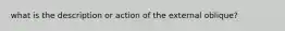 what is the description or action of the external oblique?