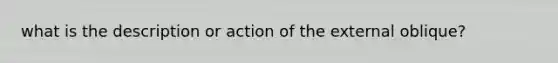 what is the description or action of the external oblique?