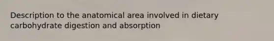 Description to the anatomical area involved in dietary carbohydrate digestion and absorption