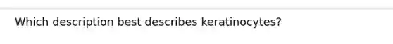 Which description best describes keratinocytes?