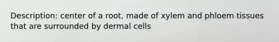 Description: center of a root, made of xylem and phloem tissues that are surrounded by dermal cells