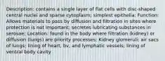 Description: contains a single layer of flat cells with disc-shaped central nuclei and sparse cytoplasm; simplest epithelia; Function: Allows materials to pass by diffusion and filtration in sites where protection is not important; secretes lubricating substances in serosae; Location: found in the body where filtration (kidney) or diffusion (lungs) are priority processes; Kidney glomeruli; air sacs of lungs; lining of heart, bv, and lymphatic vessels; lining of ventral body cavity