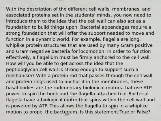 With the description of the different cell walls, membranes, and associated proteins set in the students' minds, you now need to introduce them to the idea that the cell wall can also act as a foundation to build things upon. Bacterial appendages require a strong foundation that will offer the support needed to move and function in a dynamic world. For example, flagella are long, whiplike protein structures that are used by many Gram-positive and Gram-negative bacteria for locomotion. In order to function effectively, a flagellum must be firmly anchored to the cell wall. How will you be able to get across the idea that the peptidoglycan cell wall is strong enough to support such a mechanism? With a protein rod that passes through the cell wall and protein rings used to anchor it in the membranes, these basal bodies are the rudimentary biological motors that use ATP power to spin the hook and the flagella attached to it.Bacterial flagella have a biological motor that spins within the cell wall and is powered by ATP. This allows the flagella to spin in a whiplike motion to propel the bacterium. Is this statement True or False?