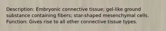 Description: Embryonic <a href='https://www.questionai.com/knowledge/kYDr0DHyc8-connective-tissue' class='anchor-knowledge'>connective tissue</a>; gel-like ground substance containing fibers; star-shaped mesenchymal cells. Function: Gives rise to all other connective tissue types.