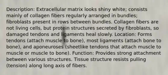 Description: Extracellular matrix looks shiny white; consists mainly of collagen fibers regularly arranged in bundles; fibroblasts present in rows between bundles. Collagen fibers are not living cells, but protein structures secreted by fibroblasts, so damaged tendons and ligaments heal slowly. Location: Forms tendons (attach muscle to bone), most ligaments (attach bone to bone), and aponeuroses (sheetlike tendons that attach muscle to muscle or muscle to bone). Function: Provides strong attachment between various structures. Tissue structure resists pulling (tension) along long axis of fibers.