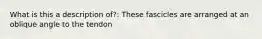 What is this a description of?: These fascicles are arranged at an oblique angle to the tendon