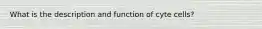 What is the description and function of cyte cells?