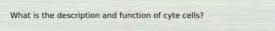 What is the description and function of cyte cells?