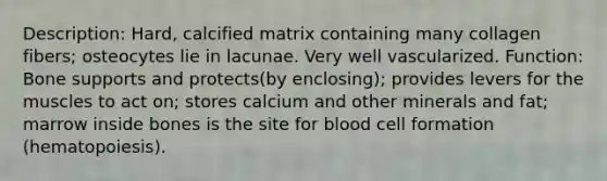 Description: Hard, calcified matrix containing many collagen fibers; osteocytes lie in lacunae. Very well vascularized. Function: Bone supports and protects(by enclosing); provides levers for the muscles to act on; stores calcium and other minerals and fat; marrow inside bones is the site for blood cell formation (hematopoiesis).