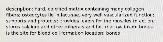 description: hard, calcified matrix containing many collagen fibers; osteocytes lie in lacunae. very well vascularized function: supports and protects; provides levers for the muscles to act on; stores calcium and other minerals and fat; marrow inside bones is the site for blood cell formation location: bones