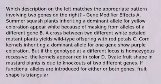 Which description on the left matches the appropriate pattern involving two genes on the right? - Gene Modifier Effects A. Summer squash plants inheriting a dominant allele for yellow coloration appear white because of masking from alleles of a different gene B. A cross between two different white petaled mutant plants yields wild-type offspring with red petals C. Corn kernels inheriting a dominant allele for one gene show purple coloration. But if the genotype at a different locus is homozygous recessive, the kernels appear red in color D. Ovate fruit shape in mustard plants is due to knockouts of two different genes. If functional alleles are introduced for either or both genes, fruit shape is triangular