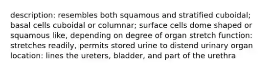 description: resembles both squamous and stratified cuboidal; basal cells cuboidal or columnar; surface cells dome shaped or squamous like, depending on degree of organ stretch function: stretches readily, permits stored urine to distend urinary organ location: lines the ureters, bladder, and part of the urethra