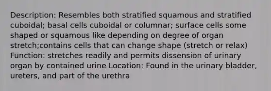 Description: Resembles both stratified squamous and stratified cuboidal; basal cells cuboidal or columnar; surface cells some shaped or squamous like depending on degree of organ stretch;contains cells that can change shape (stretch or relax) Function: stretches readily and permits dissension of urinary organ by contained urine Location: Found in the urinary bladder, ureters, and part of the urethra