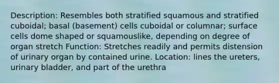 Description: Resembles both stratified squamous and stratified cuboidal; basal (basement) cells cuboidal or columnar; surface cells dome shaped or squamouslike, depending on degree of organ stretch Function: Stretches readily and permits distension of urinary organ by contained urine. Location: lines the ureters, urinary bladder, and part of the urethra