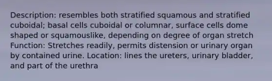 Description: resembles both stratified squamous and stratified cuboidal; basal cells cuboidal or columnar, surface cells dome shaped or squamouslike, depending on degree of organ stretch Function: Stretches readily, permits distension or urinary organ by contained urine. Location: lines the ureters, <a href='https://www.questionai.com/knowledge/kb9SdfFdD9-urinary-bladder' class='anchor-knowledge'>urinary bladder</a>, and part of the urethra