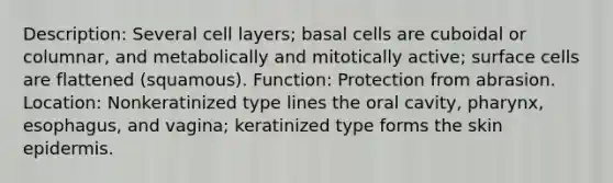 Description: Several cell layers; basal cells are cuboidal or columnar, and metabolically and mitotically active; surface cells are flattened (squamous). Function: Protection from abrasion. Location: Nonkeratinized type lines the oral cavity, pharynx, esophagus, and vagina; keratinized type forms the skin epidermis.