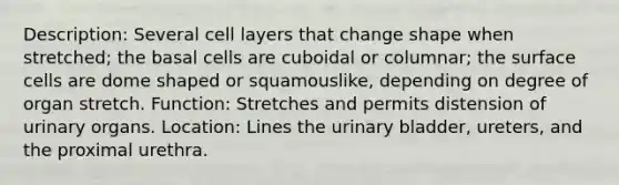 Description: Several cell layers that change shape when stretched; the basal cells are cuboidal or columnar; the surface cells are dome shaped or squamouslike, depending on degree of organ stretch. Function: Stretches and permits distension of urinary organs. Location: Lines the urinary bladder, ureters, and the proximal urethra.