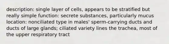 description: single layer of cells, appears to be stratified but really simple function: secrete substances, particularly mucus location: nonciliated type in males' sperm-carrying ducts and ducts of large glands; ciliated variety lines the trachea, most of the upper respiratory tract