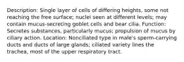 Description: Single layer of cells of differing heights, some not reaching the free surface; nuclei seen at different levels; may contain mucus-secreting goblet cells and bear cilia. Function: Secretes substances, particularly mucus; propulsion of mucus by ciliary action. Location: Nonciliated type in male's sperm-carrying ducts and ducts of large glands; ciliated variety lines the trachea, most of the upper respiratory tract.