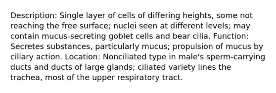 Description: Single layer of cells of differing heights, some not reaching the free surface; nuclei seen at different levels; may contain mucus-secreting goblet cells and bear cilia. Function: Secretes substances, particularly mucus; propulsion of mucus by ciliary action. Location: Nonciliated type in male's sperm-carrying ducts and ducts of large glands; ciliated variety lines the trachea, most of the upper respiratory tract.