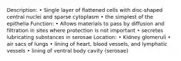 Description: • Single layer of flattened cells with disc-shaped central nuclei and sparse cytoplasm • the simplest of the epithelia Function: • Allows materials to pass by diffusion and filtration in sites where protection is not important • secretes lubricating substances in serosae Location: • Kidney glomeruli • air sacs of lungs • lining of heart, blood vessels, and lymphatic vessels • lining of ventral body cavity (serosae)