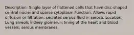 Description: Single layer of flattened cells that have disc-shaped central nuclei and sparse cytoplasm.Function: Allows rapid diffusion or filtration; secretes serous fluid in serosa. Location: Lung alveoli; kidney glomeruli; lining of the heart and blood vessels; serous membranes.