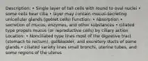 Description: • Single layer of tall cells with round to oval nuclei • some cells bear cilia • layer may contain mucus-secreting unicellular glands (goblet cells) Function: • Absorption • secretion of mucus, enzymes, and other substances • ciliated type propels mucus (or reproductive cells) by ciliary action Location: • Nonciliated type lines most of the digestive tract (stomach to rectum), gallbladder, and excretory ducts of some glands • ciliated variety lines small bronchi, uterine tubes, and some regions of the uterus