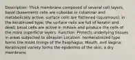 Description: Thick membrane composed of several cell layers, basal (basement) cells are cuboidal or columnar and metabolically active; surface cells are flattened (squamous); in the keratinized type, the surface cells are full of keratin and dead; basal cells are active in mitosis and produce the cells of the more superficial layers. Function: Protects underlying tissues in areas subjected to abrasion Location: nonkeratinized type forms the moist linings of the Esophagus, Mouth, and Vagina; Keratinized variety forms the epidermis of the skin, a dry membrane