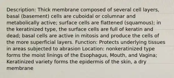 Description: Thick membrane composed of several cell layers, basal (basement) cells are cuboidal or columnar and metabolically active; surface cells are flattened (squamous); in the keratinized type, the surface cells are full of keratin and dead; basal cells are active in mitosis and produce the cells of the more superficial layers. Function: Protects underlying tissues in areas subjected to abrasion Location: nonkeratinized type forms the moist linings of the Esophagus, Mouth, and Vagina; Keratinized variety forms the epidermis of the skin, a dry membrane