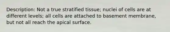 Description: Not a true stratified tissue; nuclei of cells are at different levels; all cells are attached to basement membrane, but not all reach the apical surface.