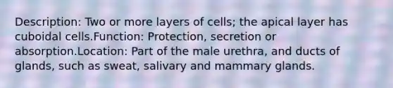 Description: Two or more layers of cells; the apical layer has cuboidal cells.Function: Protection, secretion or absorption.Location: Part of the male urethra, and ducts of glands, such as sweat, salivary and mammary glands.