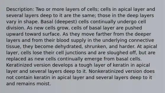 Description: Two or more layers of cells; cells in apical layer and several layers deep to it are the same; those in the deep layers vary in shape. Basal (deepest) cells continually undergo <a href='https://www.questionai.com/knowledge/kjHVAH8Me4-cell-division' class='anchor-knowledge'>cell division</a>. As new cells grow, cells of basal layer are pushed upward toward surface. As they move farther from the deeper layers and from their blood supply in the underlying connective tissue, they become dehydrated, shrunken, and harder. At apical layer, cells lose their <a href='https://www.questionai.com/knowledge/kYt5XptpdP-cell-junctions' class='anchor-knowledge'>cell junctions</a> and are sloughed off, but are replaced as new cells continually emerge from basal cells. Keratinized version develops a tough layer of keratin in apical layer and several layers deep to it. Nonkeratinized version does not contain keratin in apical layer and several layers deep to it and remains moist.