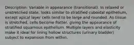 Description: Variable in appearance (transitional). In relaxed or unstretched state, looks similar to stratified cuboidal epithelium, except apical layer cells tend to be large and rounded. As tissue is stretched, cells become flatter, giving the appearance of stratified squamous epithelium. Multiple layers and elasticity make it ideal for lining hollow structures (urinary bladder) subject to expansion from within.