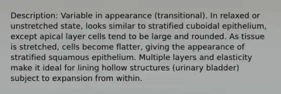 Description: Variable in appearance (transitional). In relaxed or unstretched state, looks similar to stratified cuboidal epithelium, except apical layer cells tend to be large and rounded. As tissue is stretched, cells become flatter, giving the appearance of stratified squamous epithelium. Multiple layers and elasticity make it ideal for lining hollow structures (<a href='https://www.questionai.com/knowledge/kb9SdfFdD9-urinary-bladder' class='anchor-knowledge'>urinary bladder</a>) subject to expansion from within.