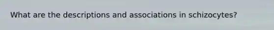 What are the descriptions and associations in schizocytes?